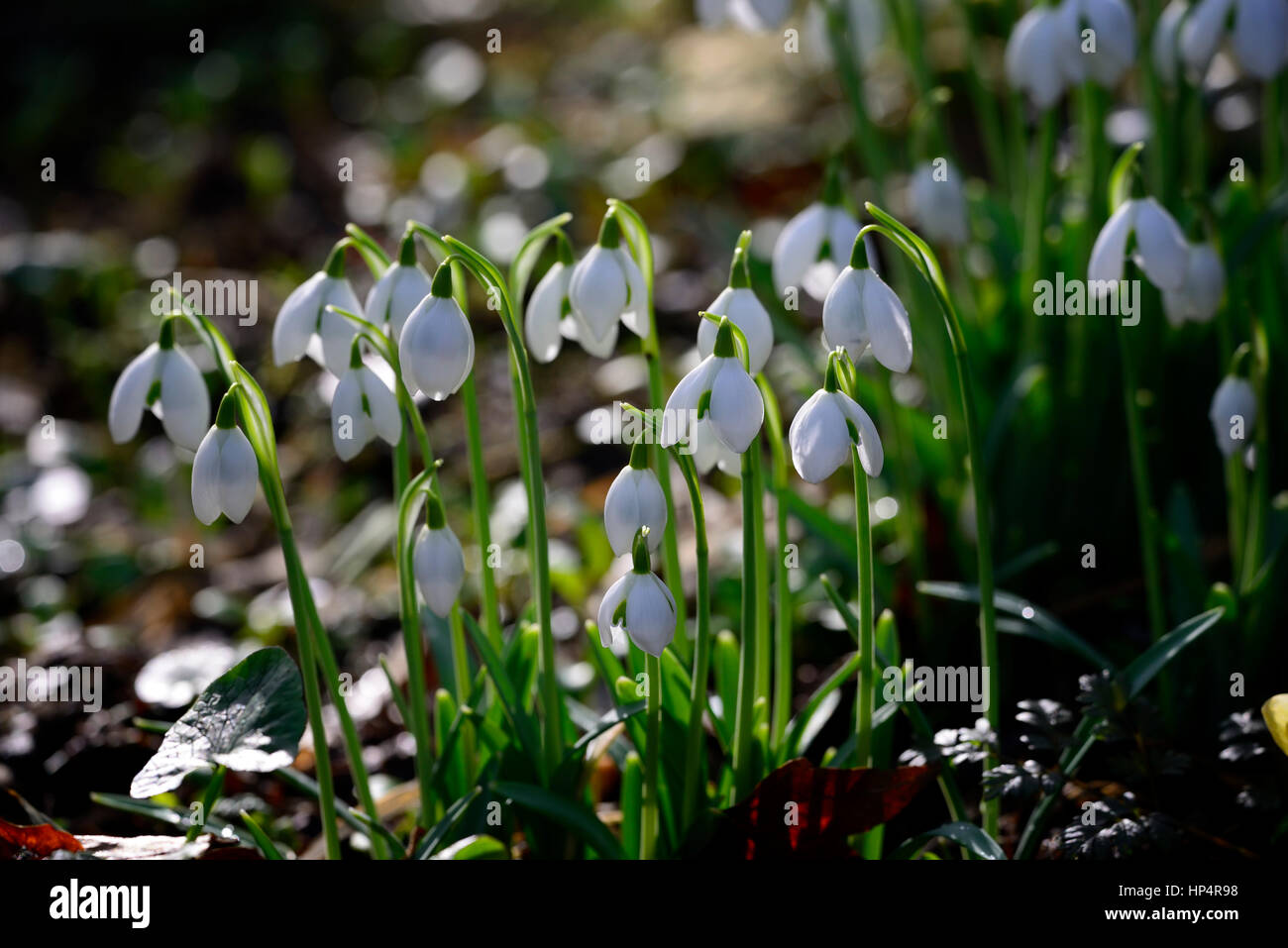 Galanthus Ophelia double Greatorex PERCE-NEIGE Ampoule