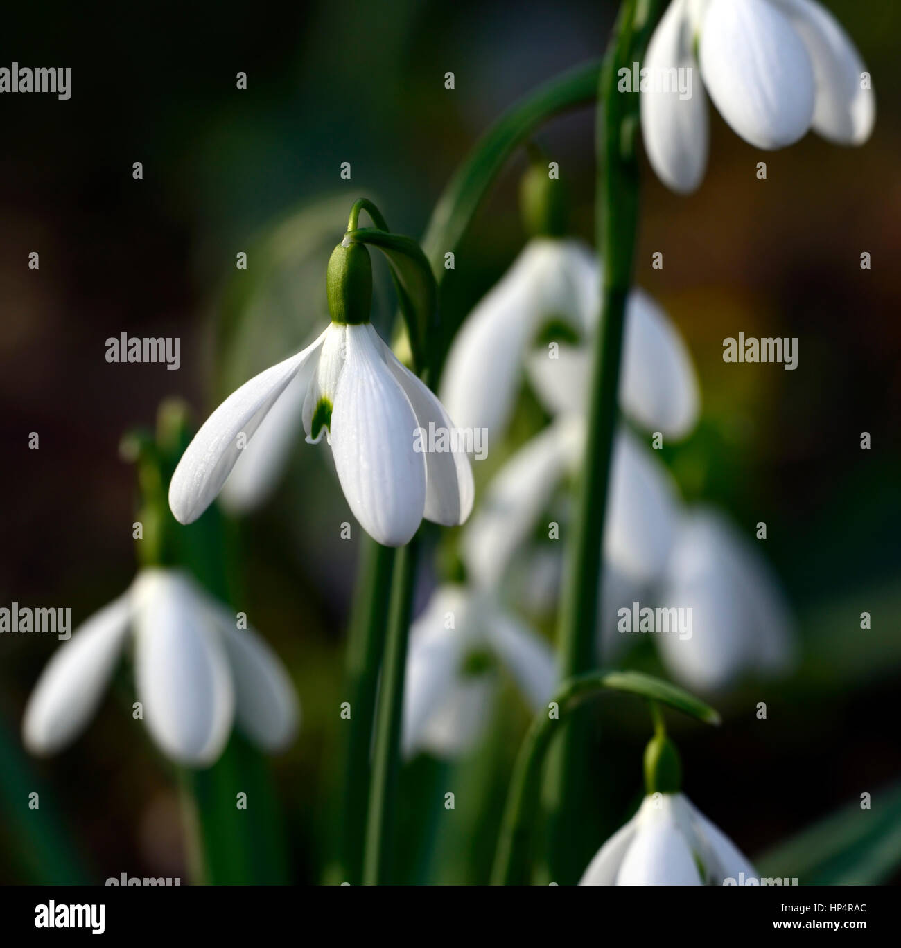 Galanthus lapwing, goutte d'eau, gouttes d'eau, source, fleur, fleurs, fleurs, fleurs, jardin, jardins, Banque D'Images