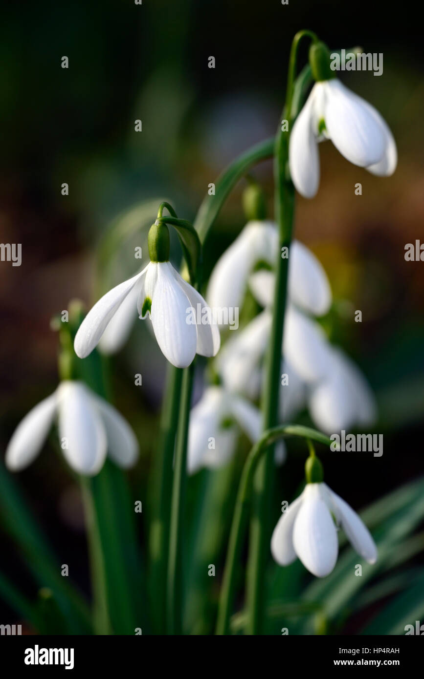 Galanthus lapwing, goutte d'eau, gouttes d'eau, source, fleur, fleurs, fleurs, fleurs, jardin, jardins, Banque D'Images