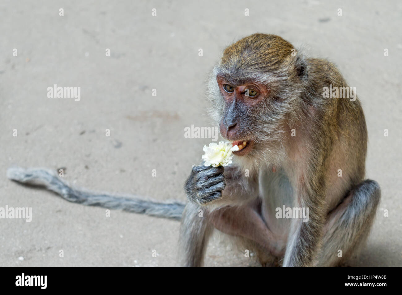 Portrait d'un singe avec une fleur, les grottes de Batu, près de Kuala Lumpur, Malaisie Banque D'Images