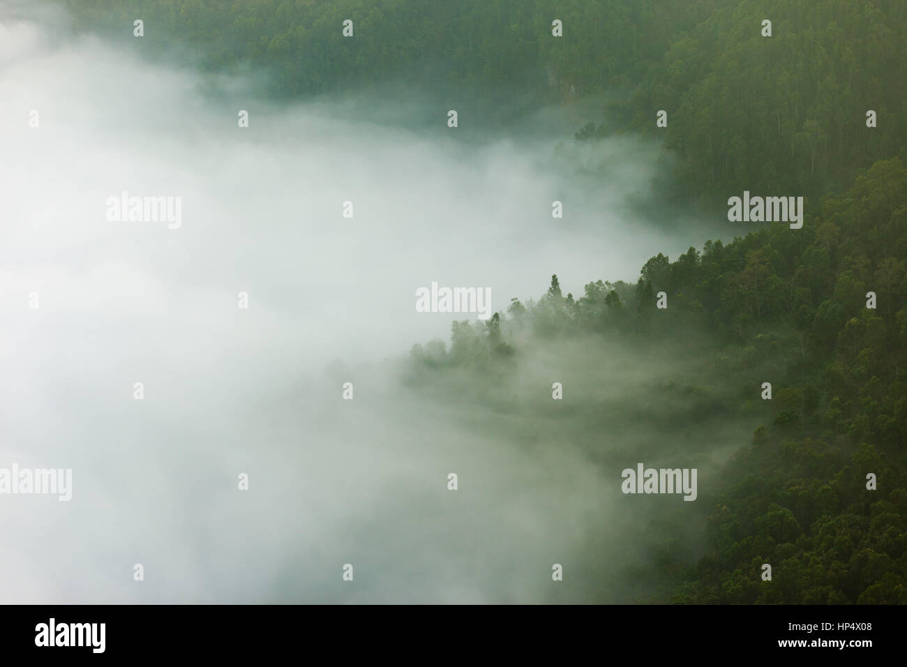 Couche de brouillard dans la jungle de l'himalaya à bandipur, Népal Banque D'Images