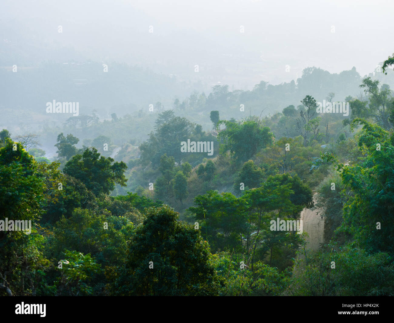 Chemin à travers la jungle avec le brouillard et la brume, près de Bandipur, Népal Banque D'Images