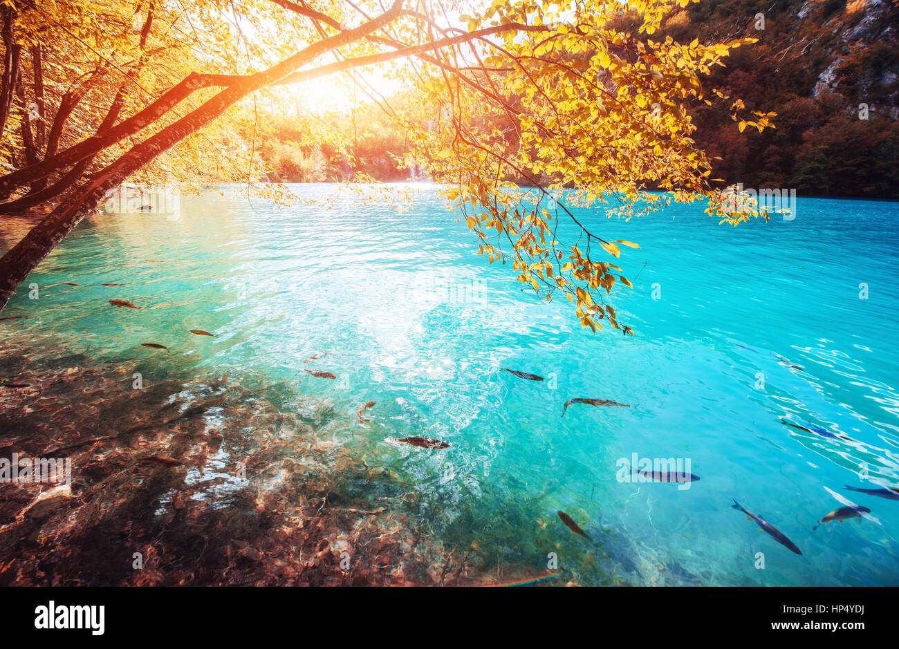 Voir de poisson bleu dans le lac. Les lacs de Plitvice Nationa Photo Stock Alamy