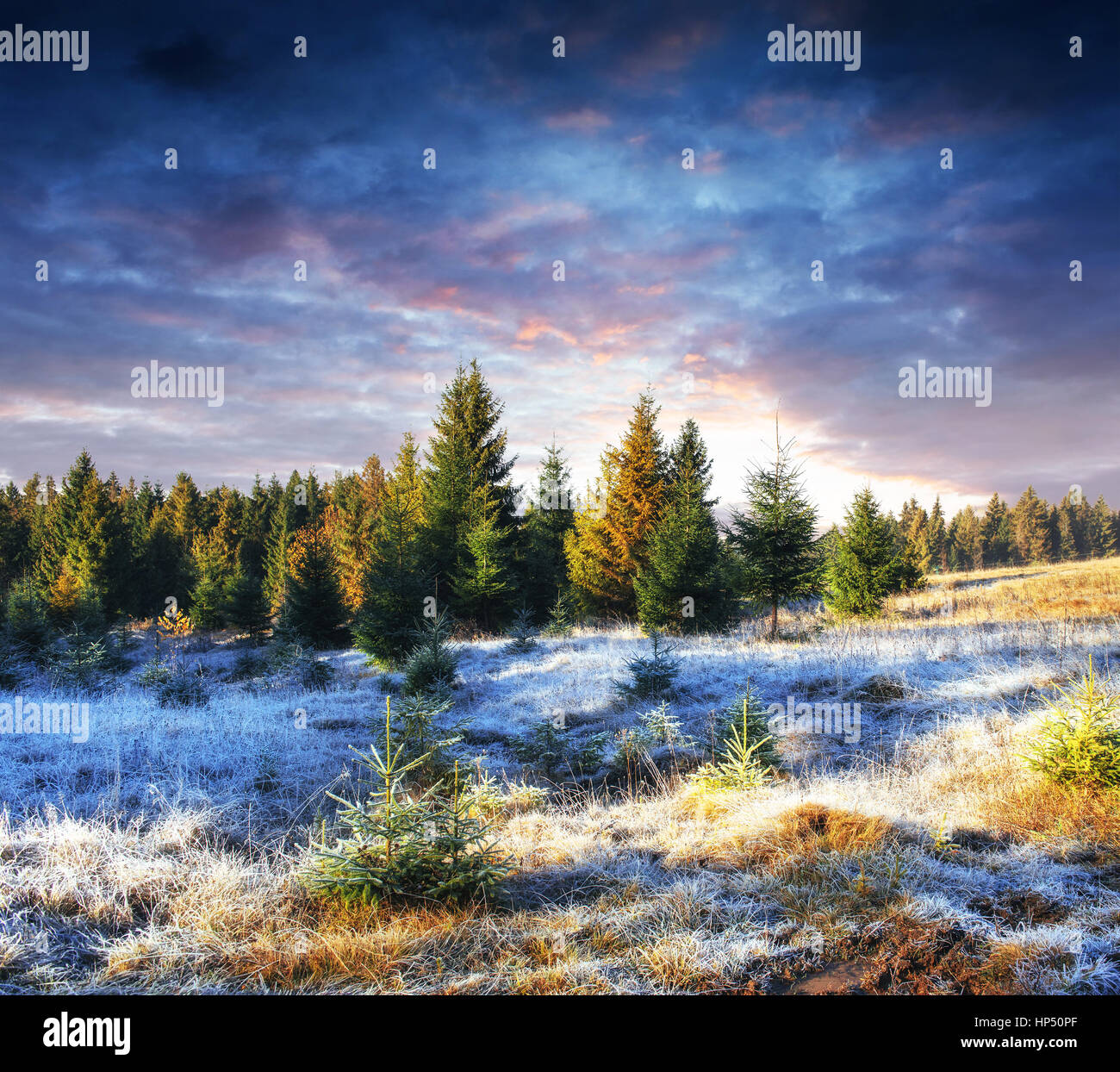 Hiver magique arbre couvert de neige. Coucher du soleil dans les Carpates. Ukr Banque D'Images