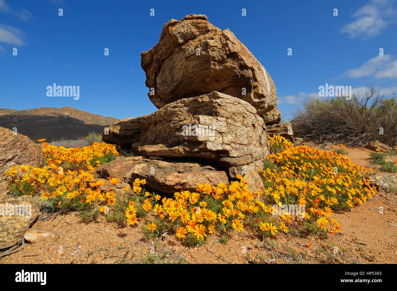 Fleurs sauvages aux couleurs vives et rock, Namaqualand, Northern Cape, Afrique du Sud Banque D'Images