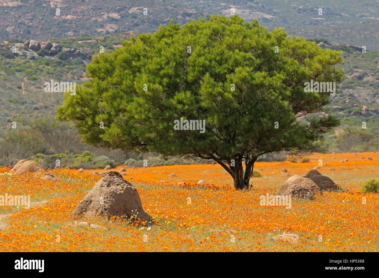 Paysage avec des fleurs sauvages aux couleurs vives et d'arbres, Parc National Namaqua, Afrique du Sud Banque D'Images