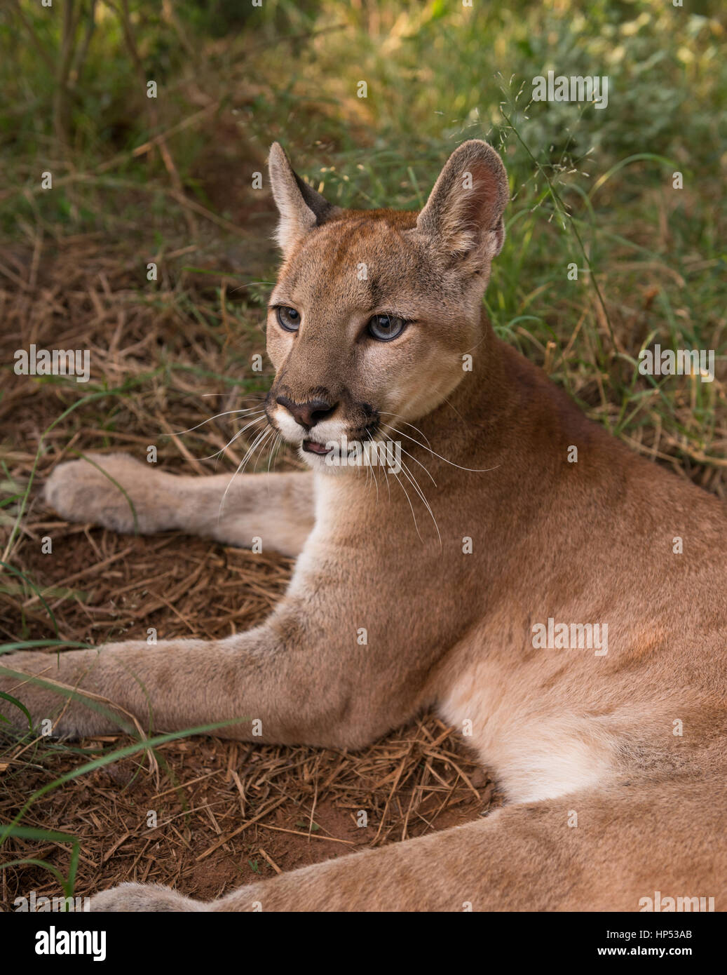 Un grand Puma cub de centre du Brésil Photo Stock - Alamy
