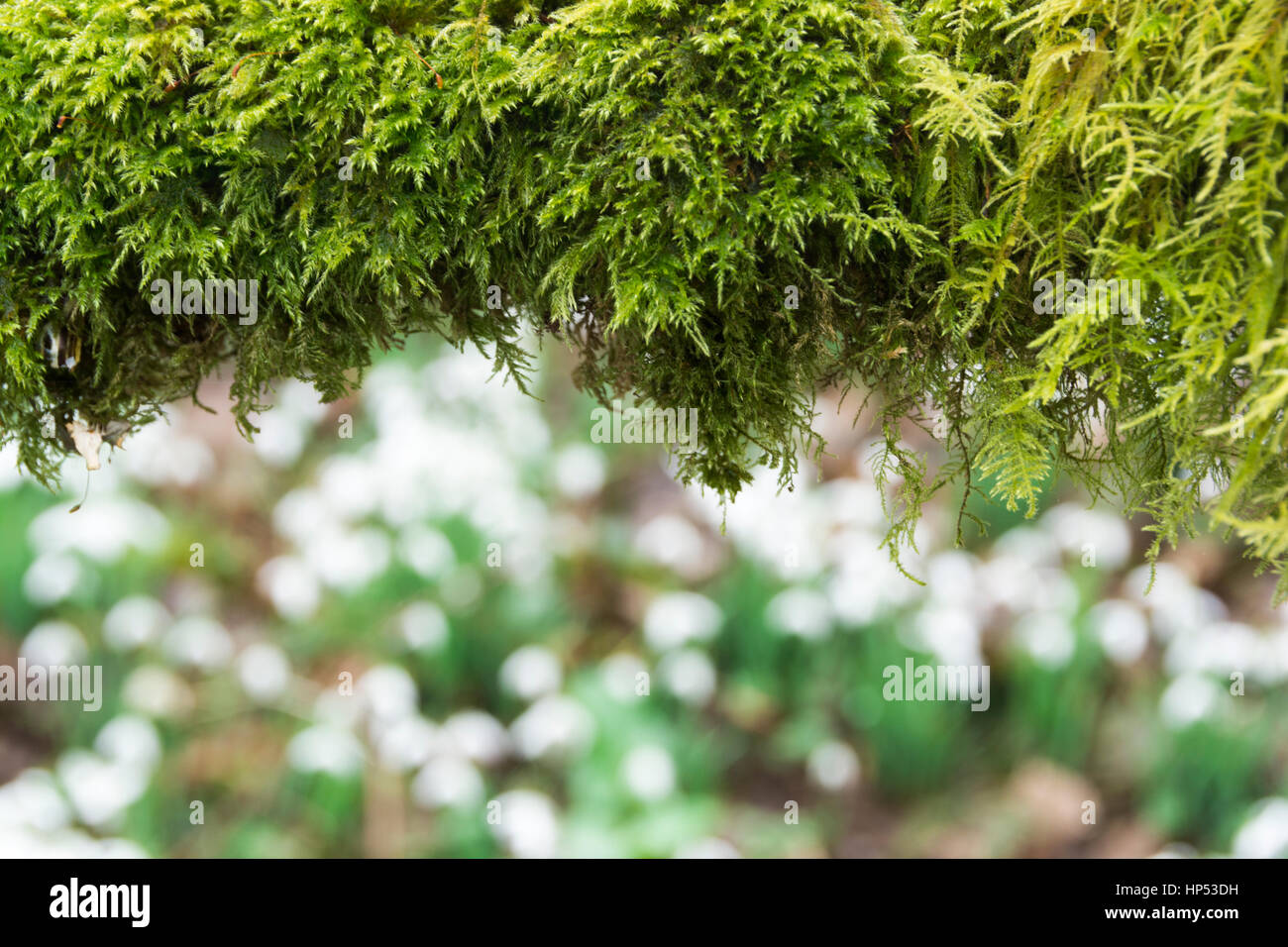 Vallée, juste à l'extérieur sur WheddonCross qu'Exmoor est pensé pour avoir été planté de perce-neige par des moines il y a plusieurs siècles, maintenant un tapis de Galanthus. Banque D'Images