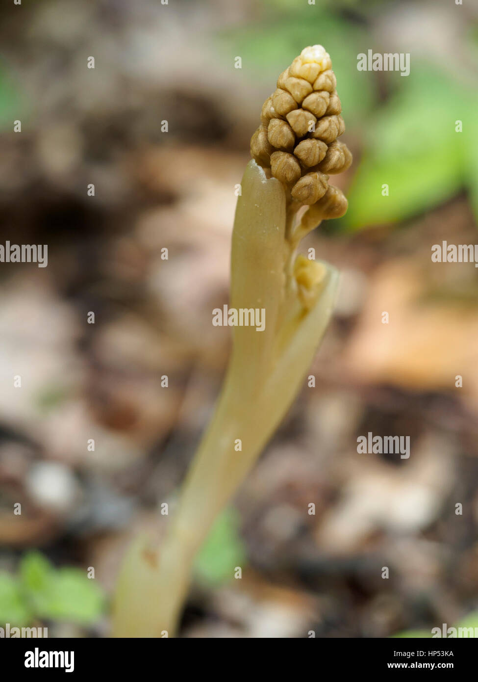 Toothwort commun, une plante parasite Banque D'Images