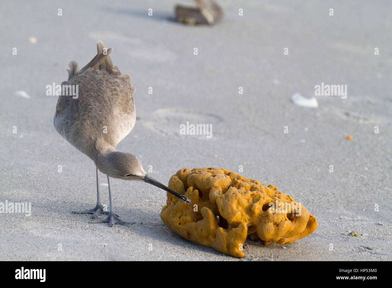 Alimentation Willet en Floride Banque D'Images