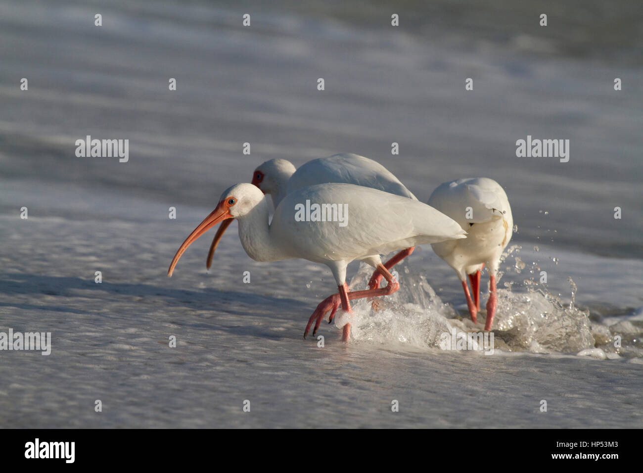 Ibis blanc américain à la recherche de nourriture sur la plage en Floride Banque D'Images