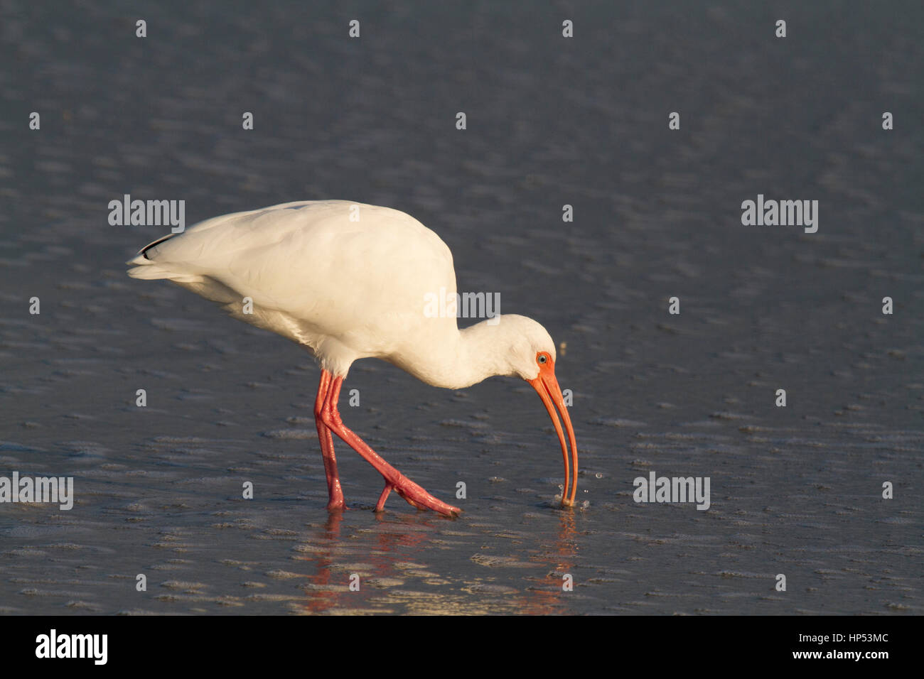 Ibis blanc américain à la recherche de nourriture sur la plage en Floride Banque D'Images