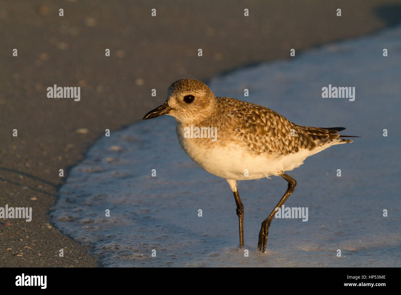 Pluvier argenté Pluvialis squatarola, pluvier siffleur, gris Banque D'Images