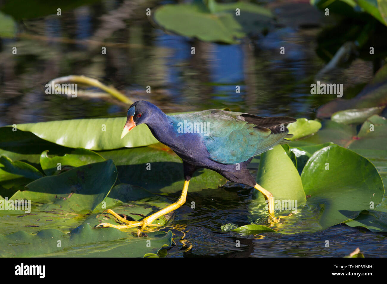 New-World purple gallinule marcher sur les feuilles en Floride Banque D'Images