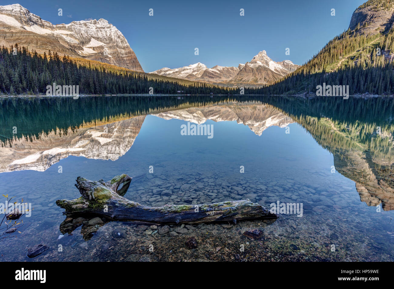 La réflexion avec un arbre mort dans l'eau au lac ohara, dans le parc national Yoho, en Colombie-Britannique, Canada. Banque D'Images
