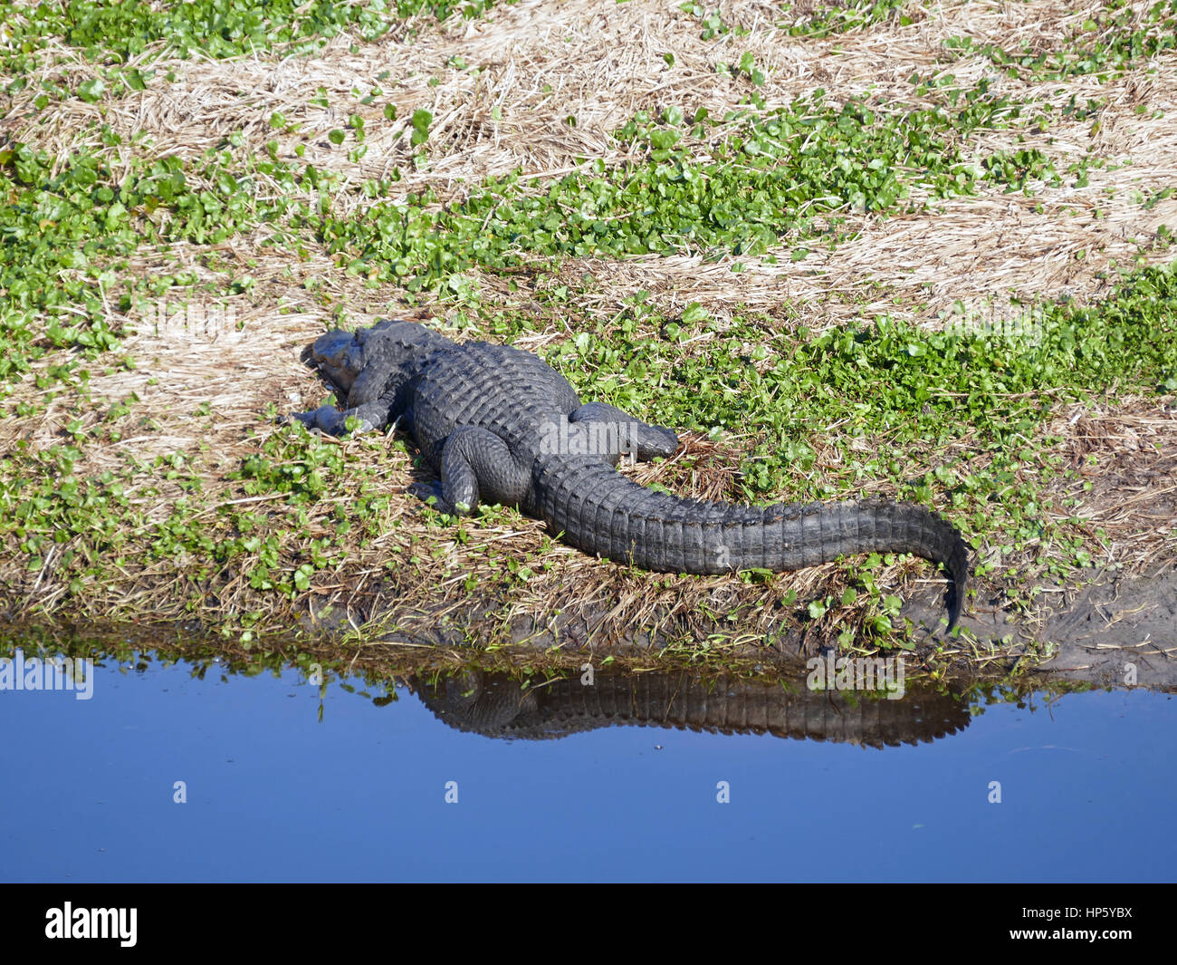 Grand Pèlerin Alligator sur la rive avec réflexion, parc d'état de Paynes Prairie Preserve, Gainesville, Floride, USA Banque D'Images