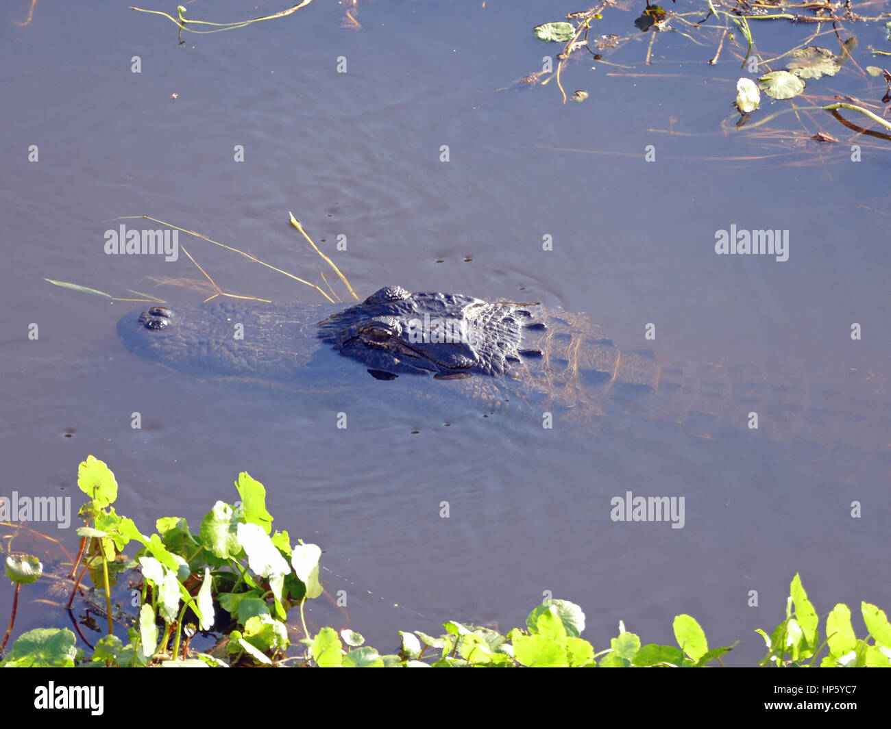 Les jeunes (Alligator mississippiensis A. sauf pour les yeux et le museau, Paynes Prairie Preserve State Park, Gainesville, Floride, USA Banque D'Images