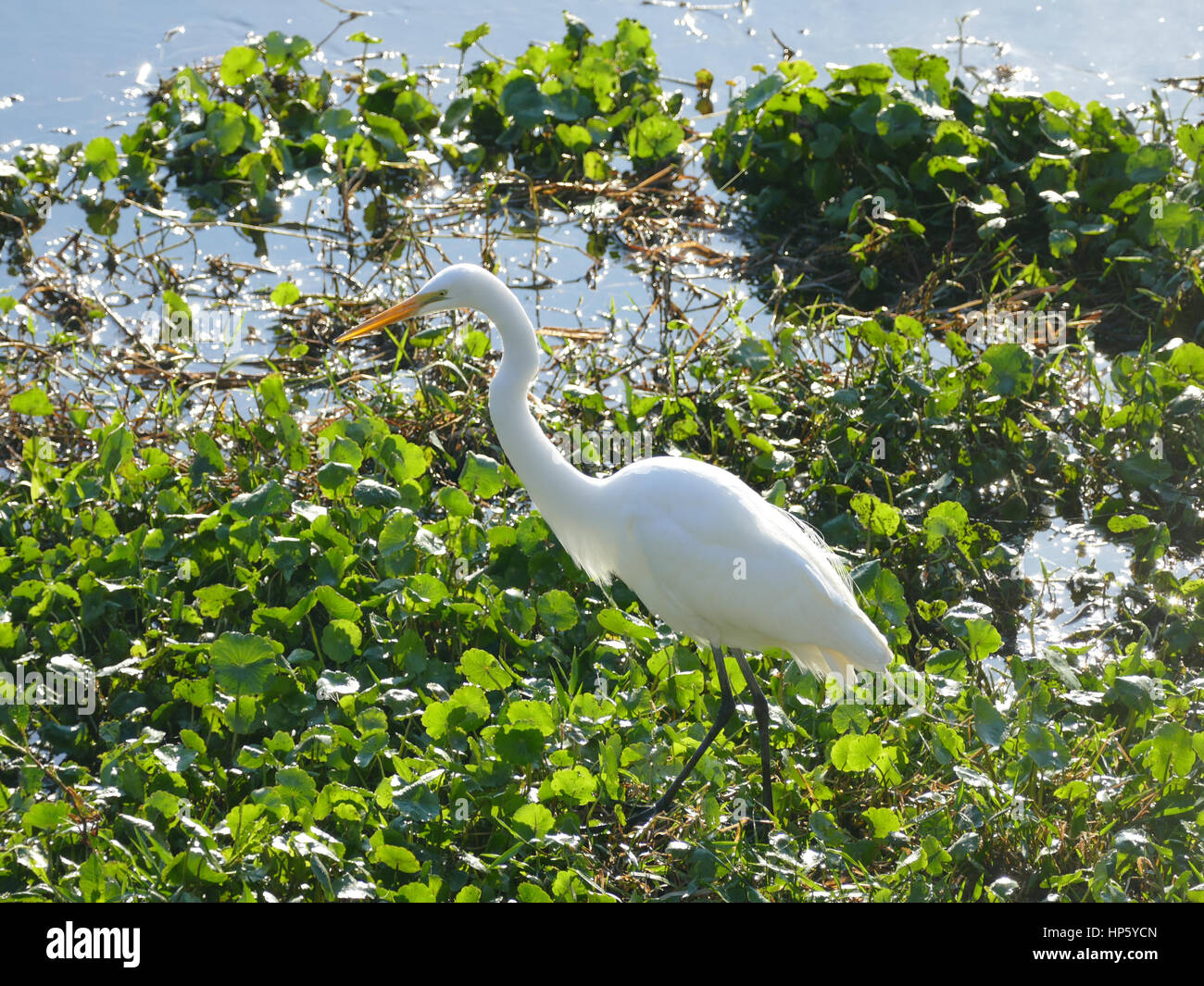 Grande Aigrette. Paynes Prairie Preserve State Park, Gainesville, Floride, USA Banque D'Images