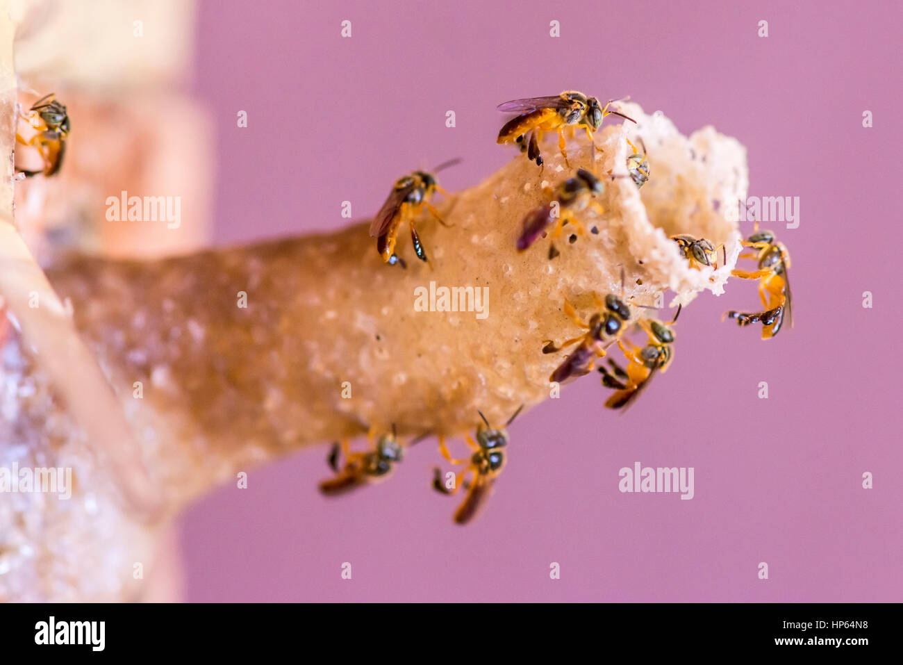 Jataí (Tetragonisca angustula), les petites abeilles sans dard eusociale, photographié à Muqui, Espírito Santo - sud-est du Brésil. Biome de la forêt atlantique. Banque D'Images