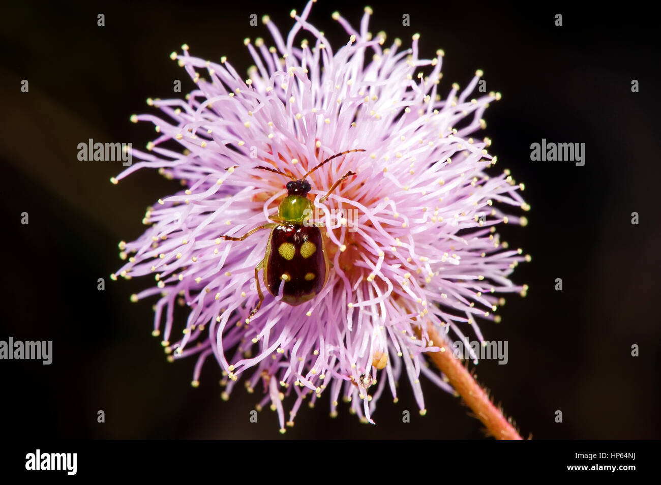 Beetle en rose fleur, photographié à Conceição da Barra, Espírito Santo - sud-est du Brésil. Biome de la forêt atlantique. Banque D'Images