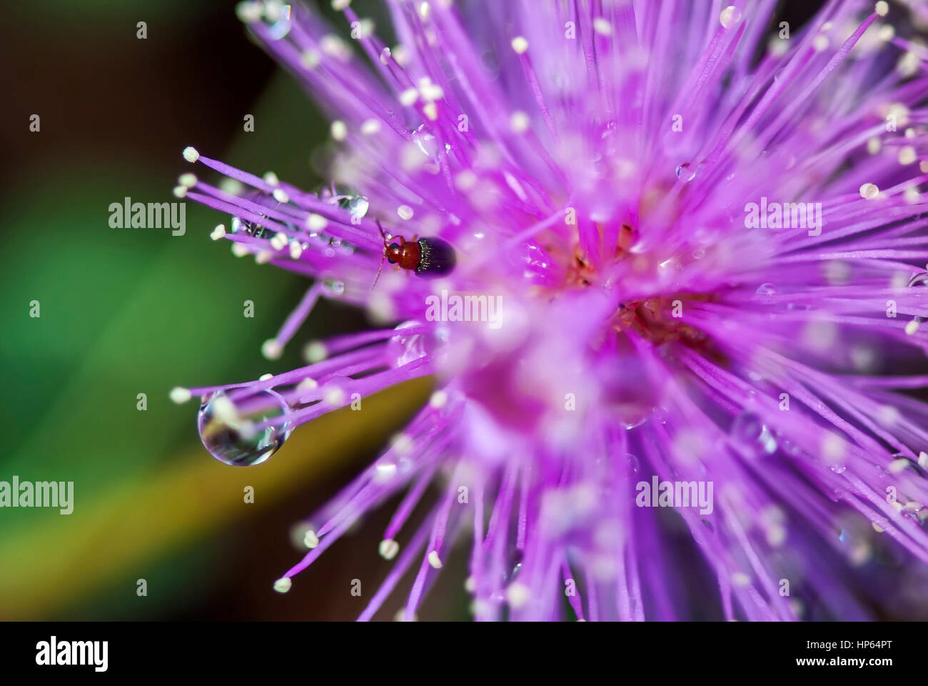 Beetle en rose fleur, photographié à Conceição da Barra, Espírito Santo - sud-est du Brésil. Biome de la forêt atlantique. Banque D'Images