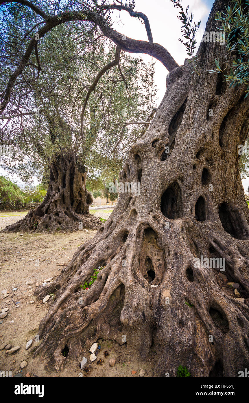 Champ d'oliviers avec grand vieux racines de l'arbre et le tronc, Crète, Grèce Banque D'Images