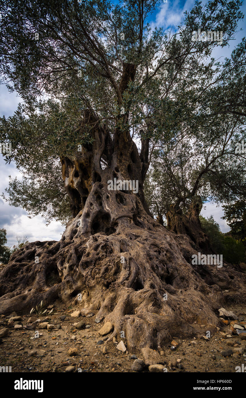 Champ d'oliviers avec grand vieux racines de l'arbre et le tronc, Crète, Grèce Banque D'Images