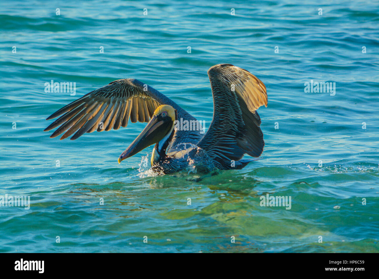Pelican se détendre après la pêche sur le golfe du Mexique, en Floride Banque D'Images