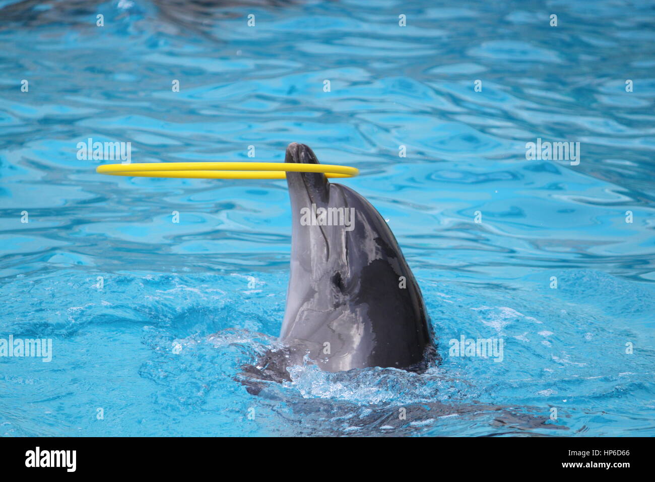 On peut nager les dauphins dans la piscine et jouer avec un jouet. Show en delphinarium Banque D'Images