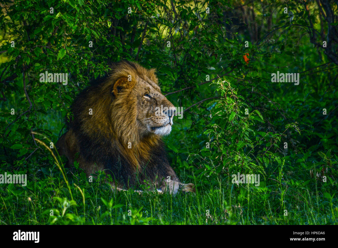 Roi Lion veillant sur sa tribu Banque D'Images