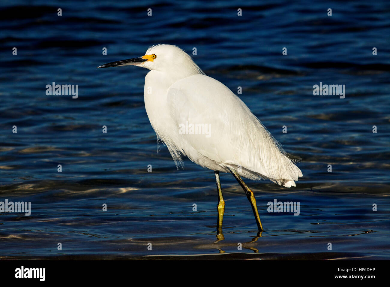 Une Aigrette neigeuse debout dans l'eau peu profonde à la Côte du Golfe, les plages de Floride. Banque D'Images