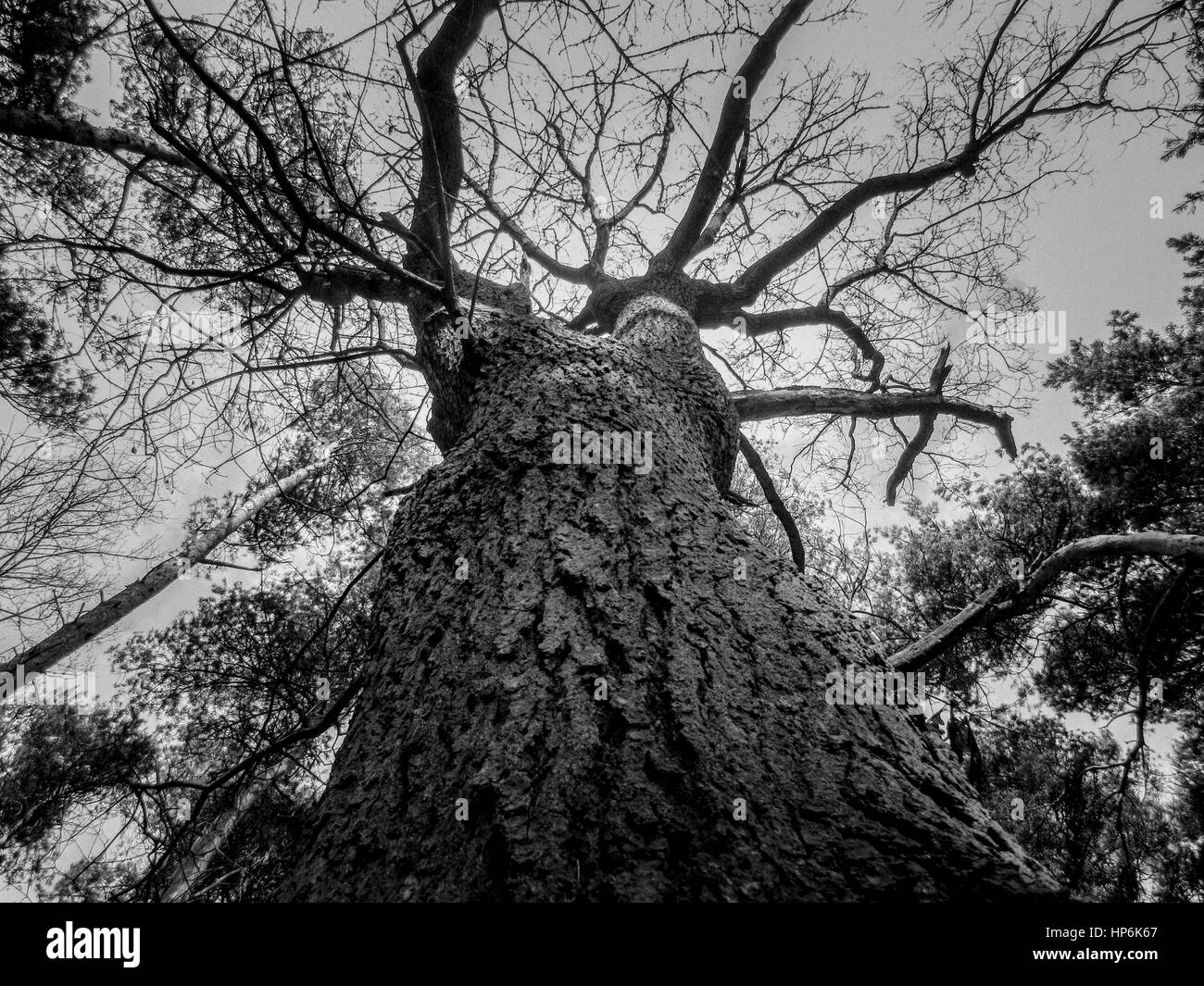 Noir et blanc, à la recherche jusqu'à la cime des arbres Banque D'Images