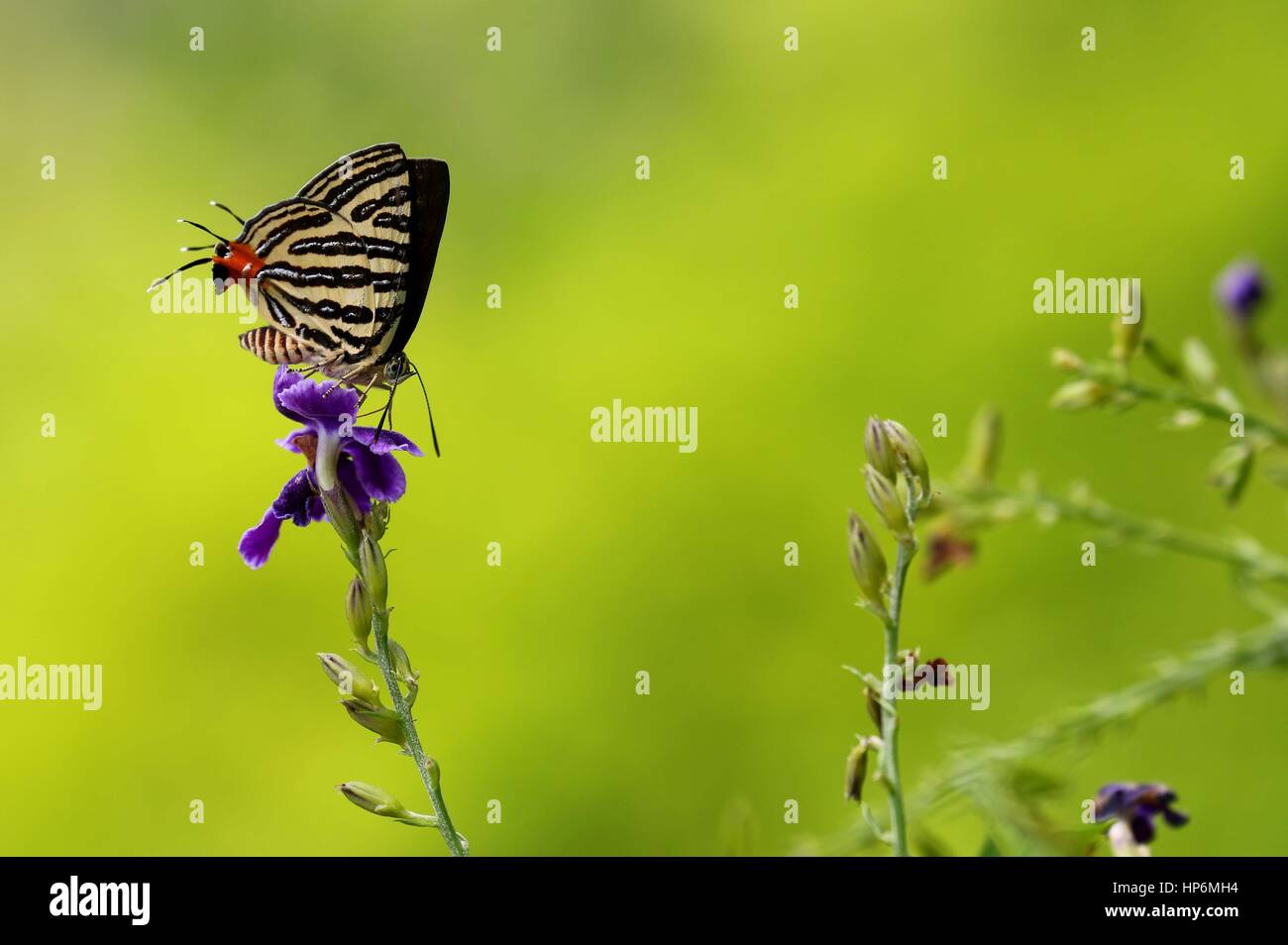 Silverline long-banded nectar potable. Banque D'Images
