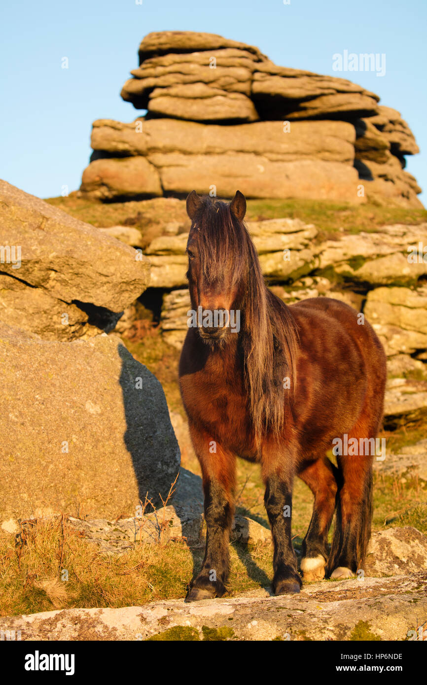 Poney Dartmoor sur Holwell Tor, Dartmoor National Park, Devon Banque D'Images