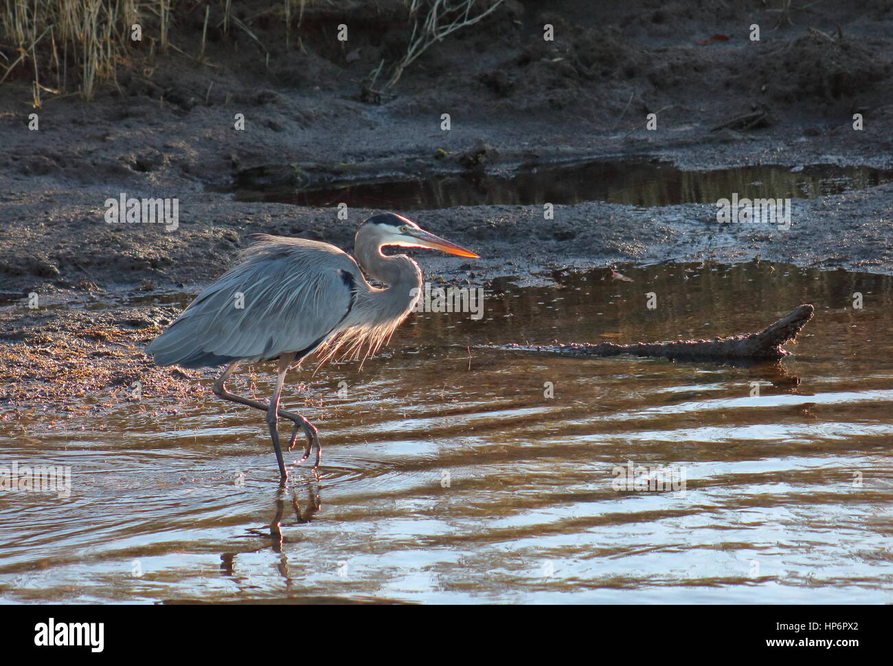 Héron au cou de l'Est Wildlife Refuge, Maryland Banque D'Images