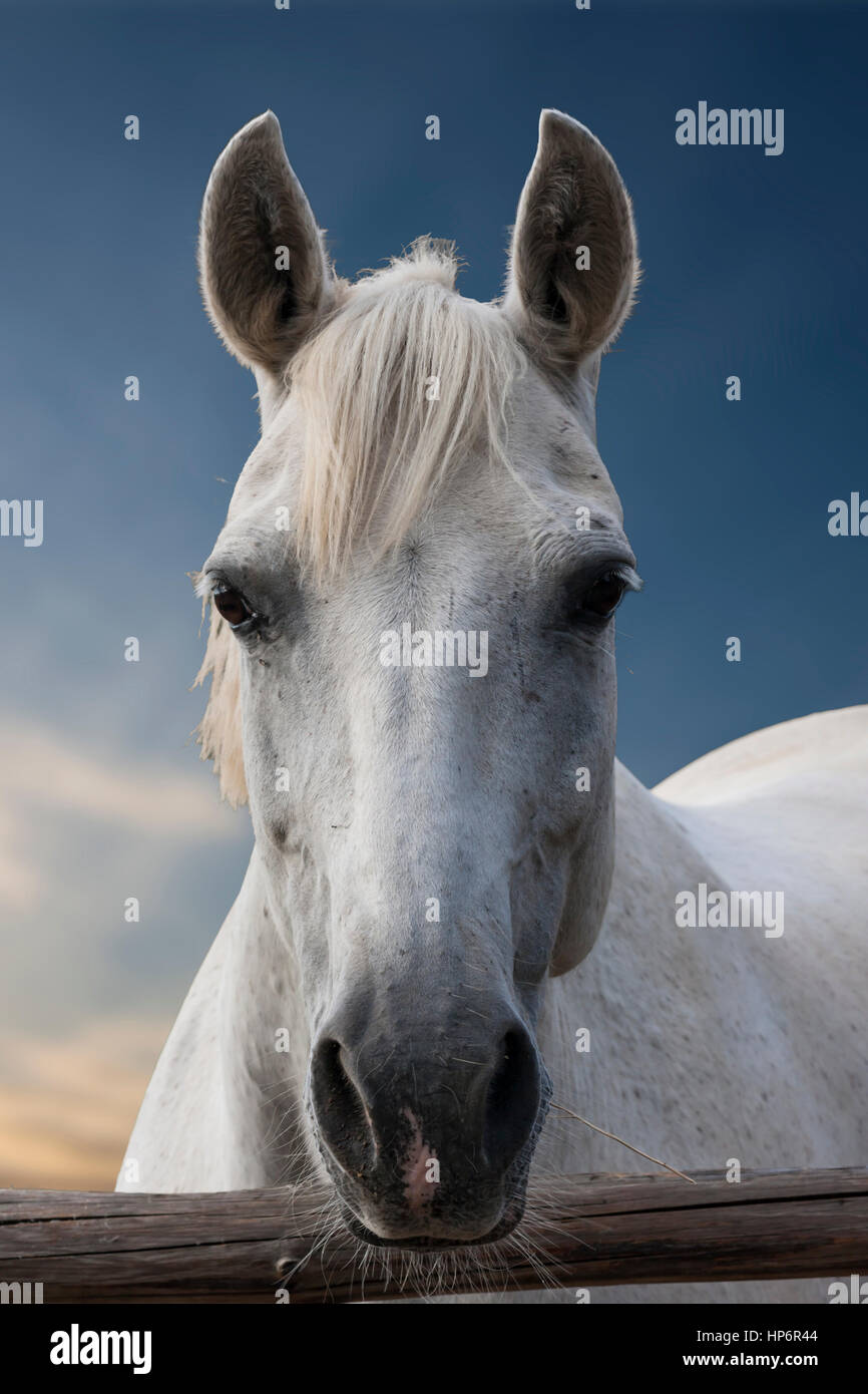 Portrait d'un cheval blanc sur un fond de ciel Banque D'Images