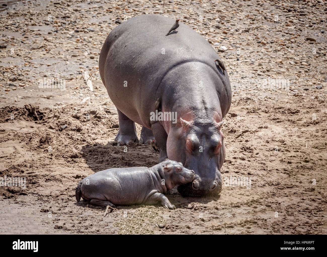 Mère d'hippopotame et son veau, Masai Mara, Kenya Banque D'Images