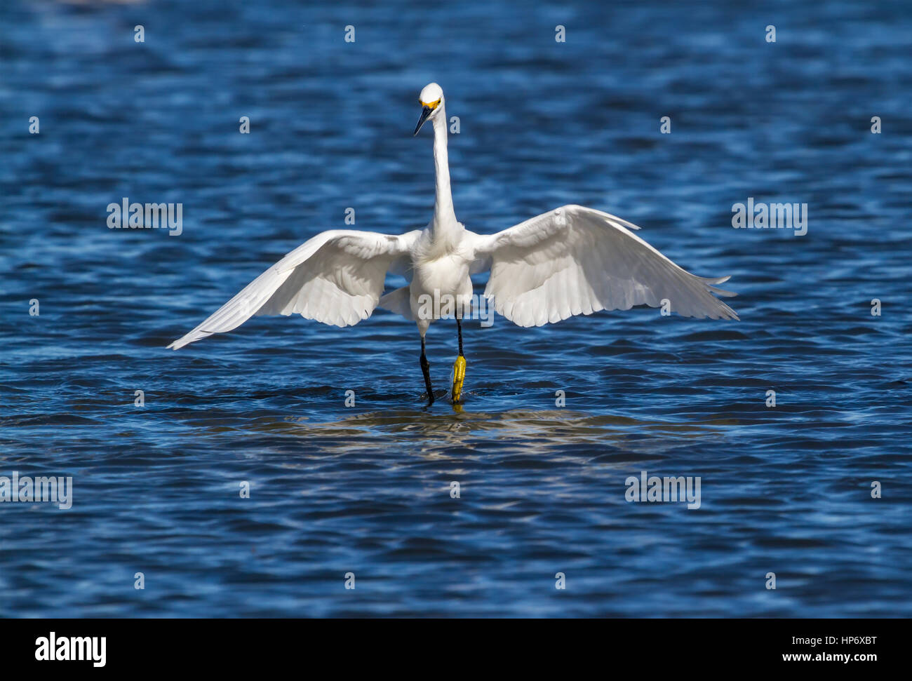 Grande pêche à l'Egret dans la baie de Galveston Banque D'Images