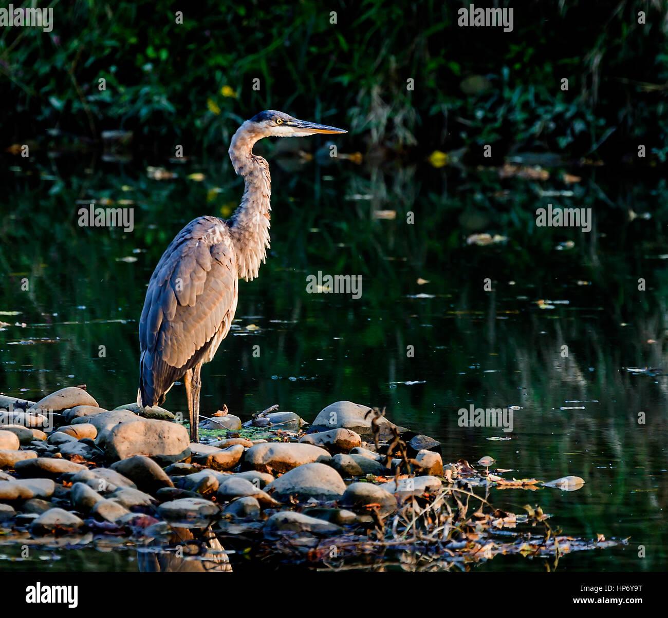 Un grand héron bleu face au coucher de soleil au cours de la chasse le long d'un ruisseau à Broadway en Virginie. Banque D'Images