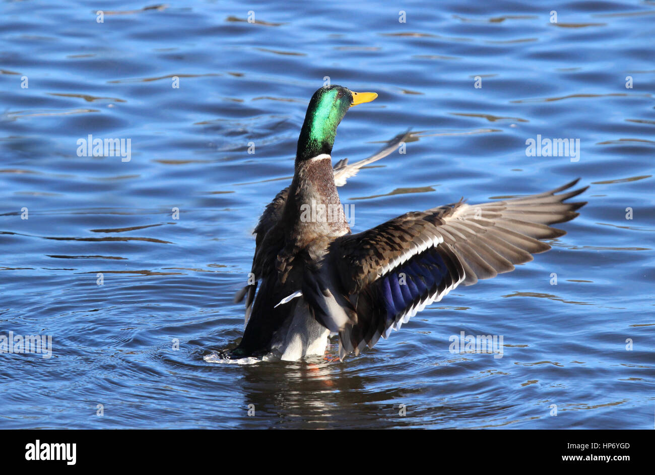 Un canard colvert mâle battre ses ailes pour les sécher après une baignade. Banque D'Images