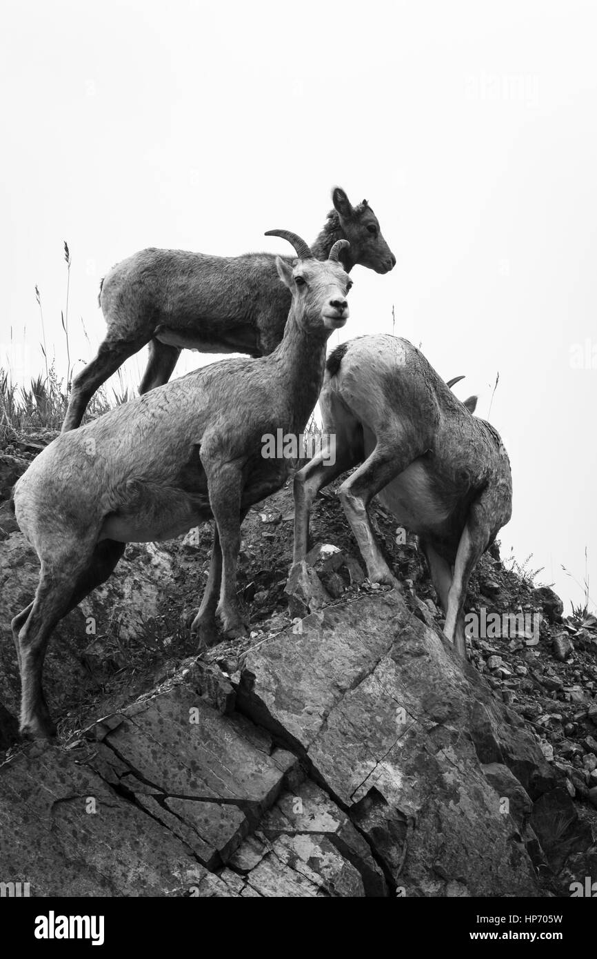 Les chèvres de montagne en noir et blanc, Canada Banque D'Images