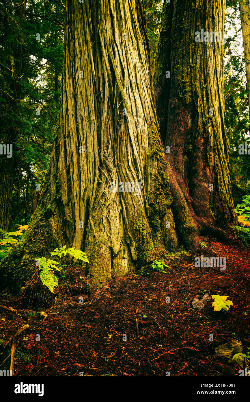 Les vieux peuplements de forêt tropicale, Mt Robson National Park, British Columbia, Canada Banque D'Images