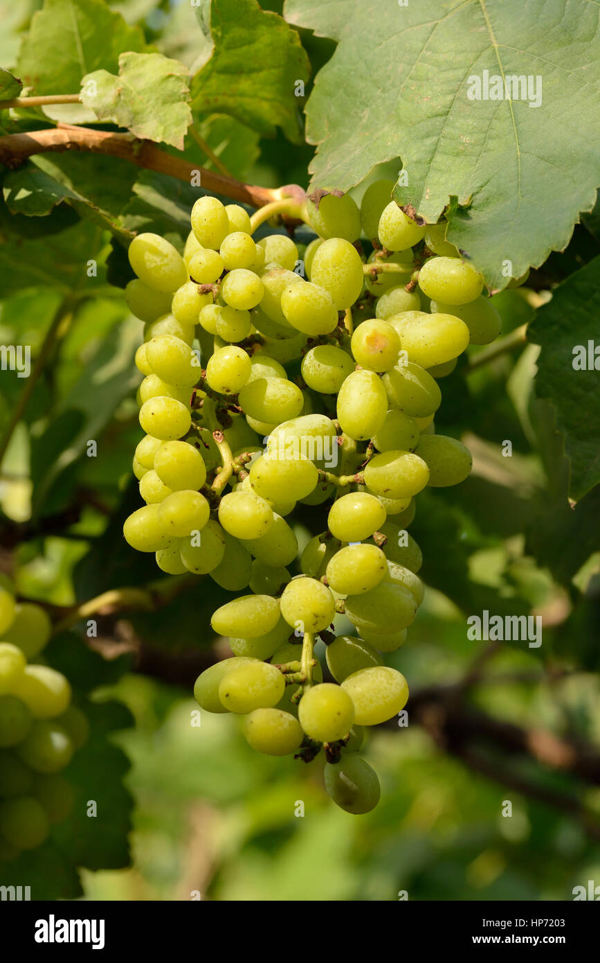 Grappe de raisin vert Banque D'Images