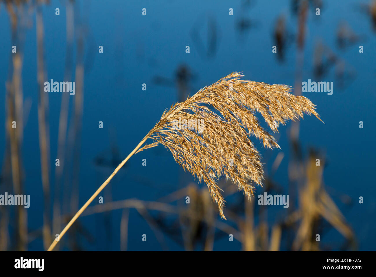 Roseau commun dans la lumière du soleil Banque D'Images