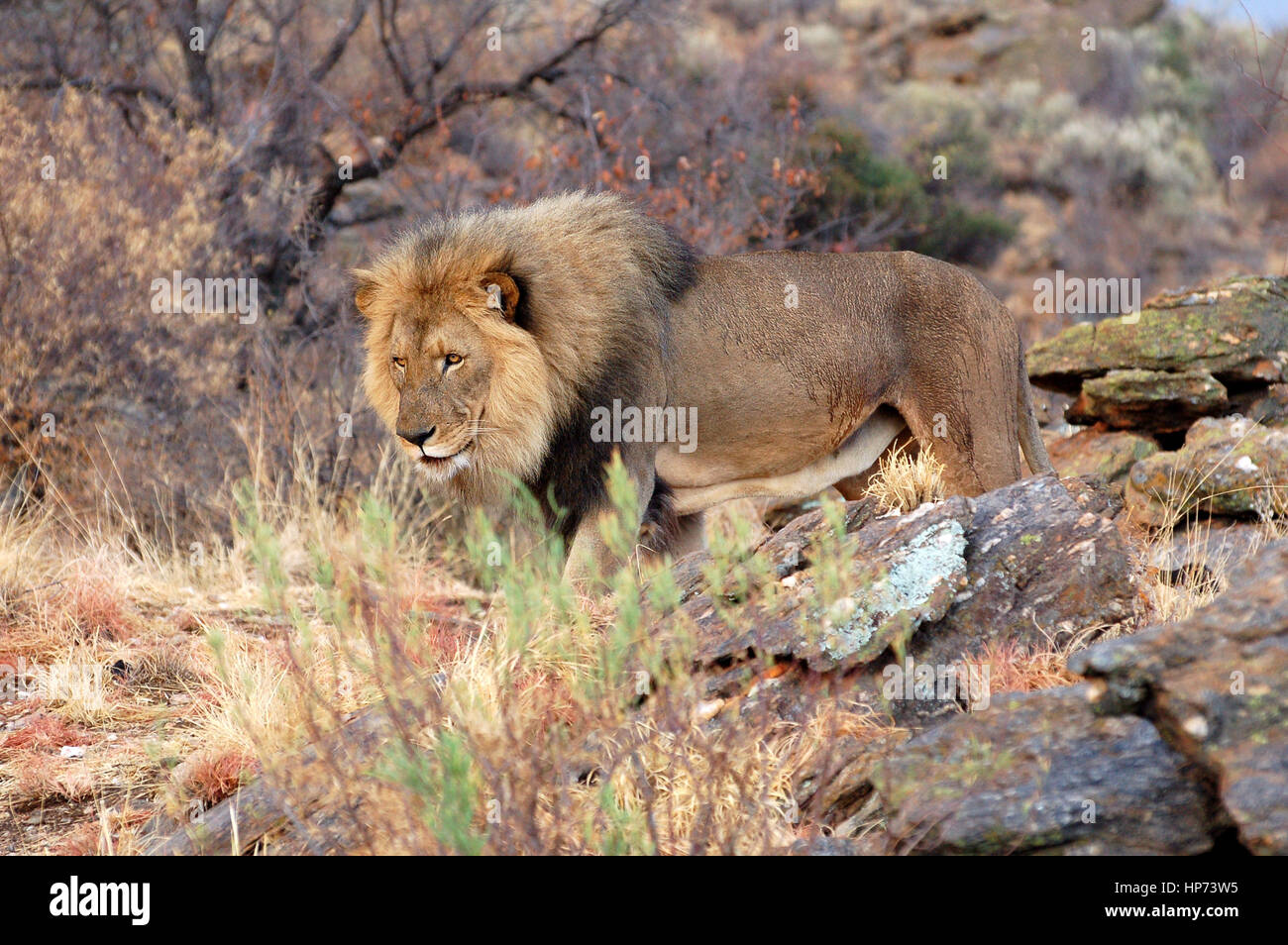 Beau grand mâle lion dans la savane de la Namibie Banque D'Images