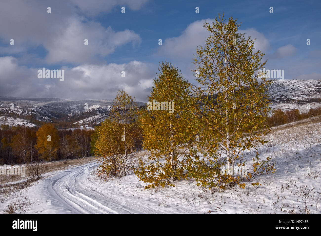 Trois arbres de bouleau par la route de montagne Banque D'Images