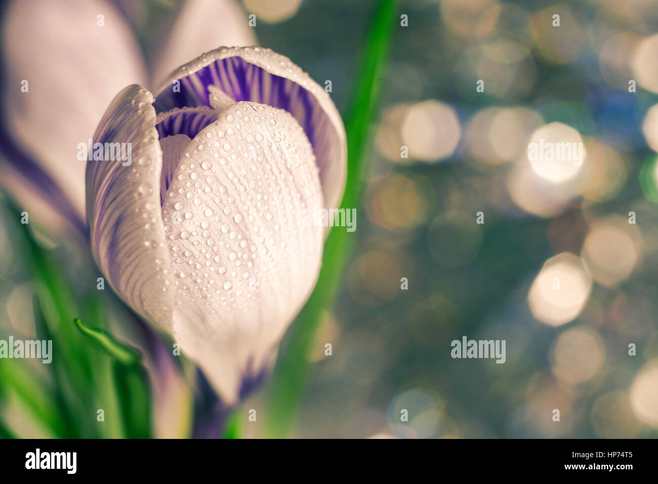 Petite fleur violet et blanc Banque D'Images