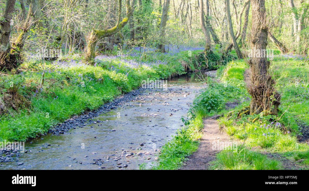 Bluebells le long d'un ruisseau dans la propriété du National Trust des bas en milieu rural en pierre Banques Staffordshire Banque D'Images