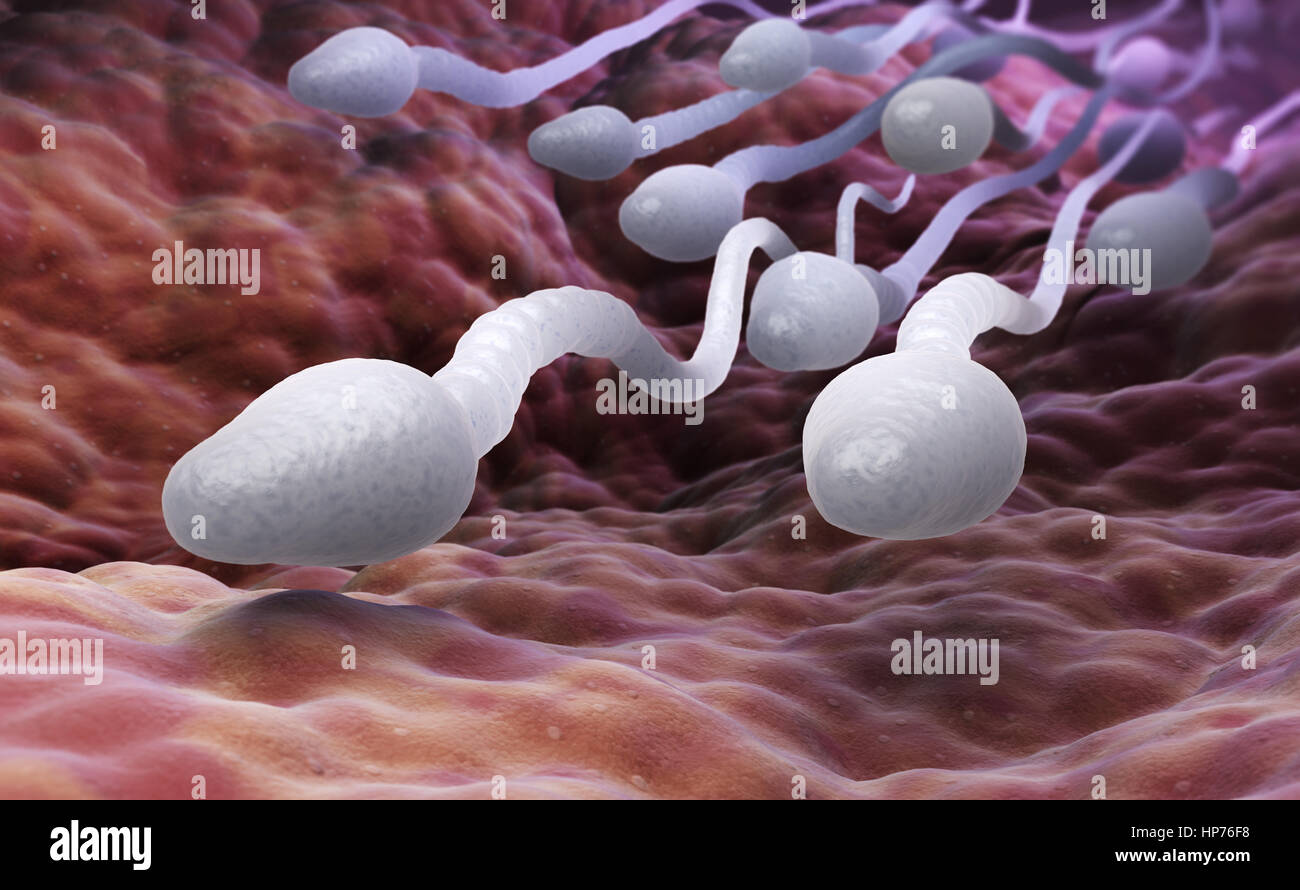 Les spermatozoïdes mâles. 3D illustration Banque D'Images