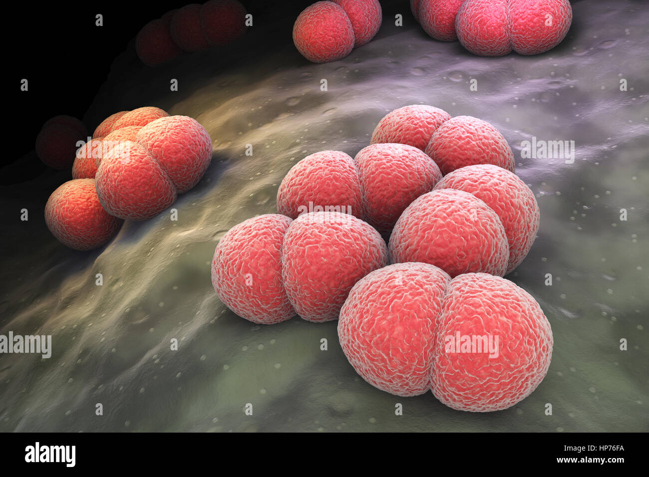 Neisseria meningitidis ou méningocoque est une bactérie qui peut causer la méningite et d'autres formes de méningococcie. Banque D'Images